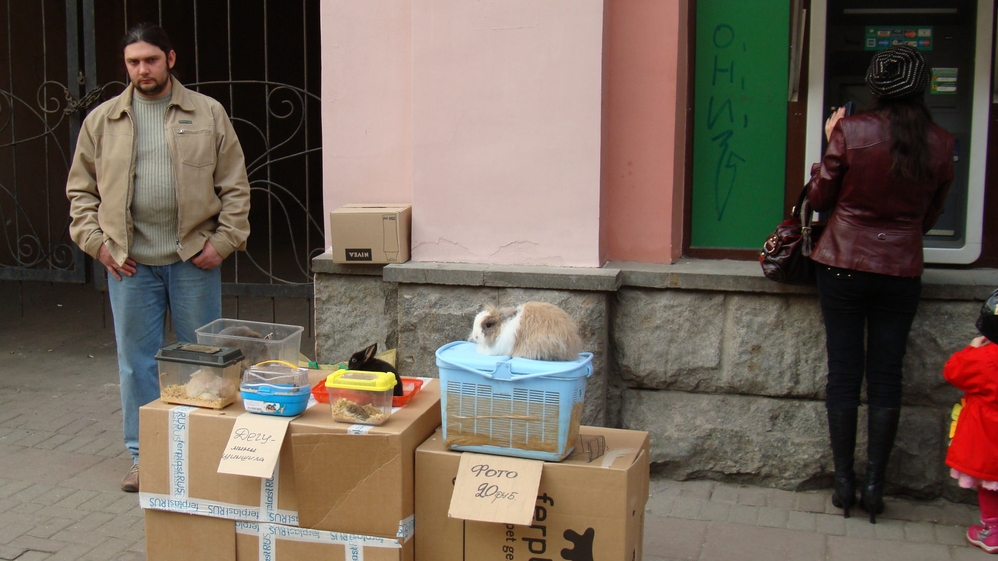 Animals for sale