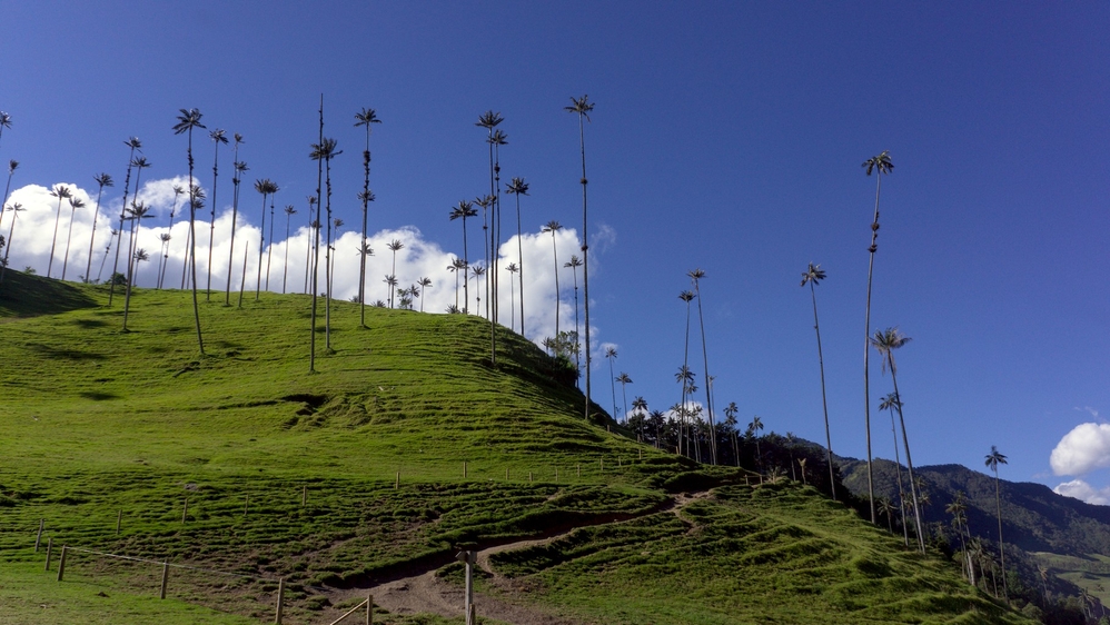 Cocora Valley