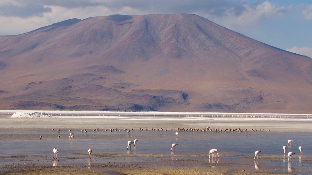Andean flamingos