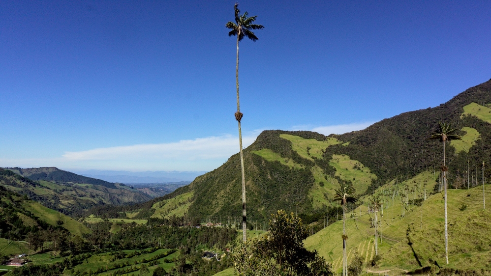 Wax Palm - Ceroxylon Quindiuense