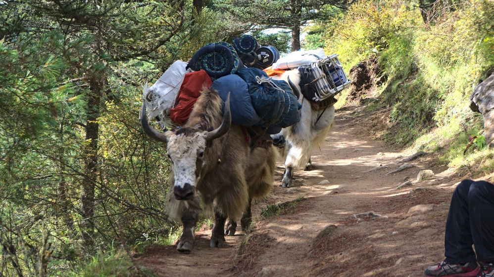 Transport Yaks